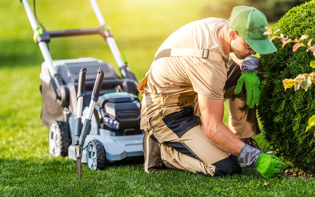 Professional gardener trimming a hedge in a well-maintained garden